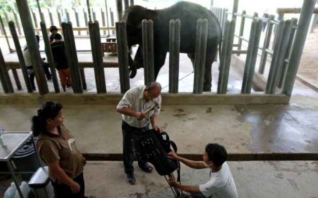 102090671_Engineer Boonyu Thippaya C and a member of his team adjust a prosthetic leg for an elephan-large_trans++ZgEkZX3M936N5BQK4Va8RQJ6Ra64K3tAxfZq0dvIBJw