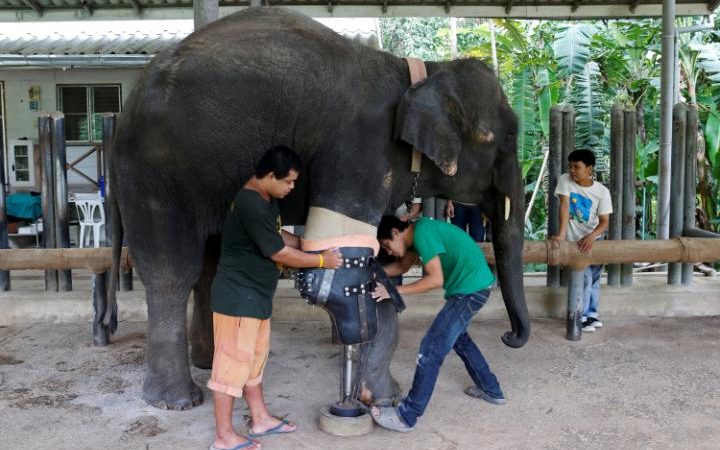 102090822_Mosha the elephant that was injured by a landmine has her prosthetic leg attached at the F-large_trans++ZgEkZX3M936N5BQK4Va8RTgjU7QtstFrD21mzXAYo54