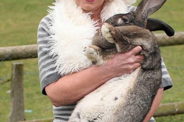 Meet Darius, The Giant Rabbit. - Daily Candid News