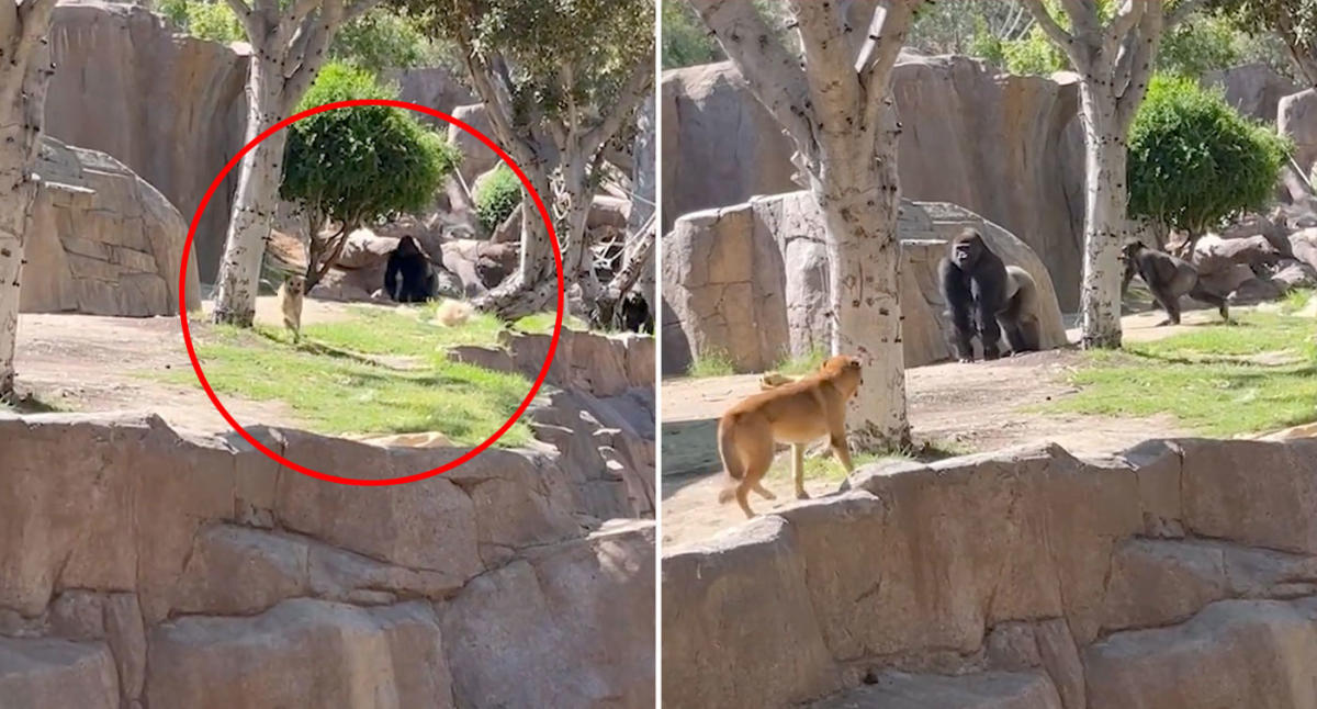 German Shepard Somehow Gets Into Gorilla Cage (Safely Rescued.) Daily