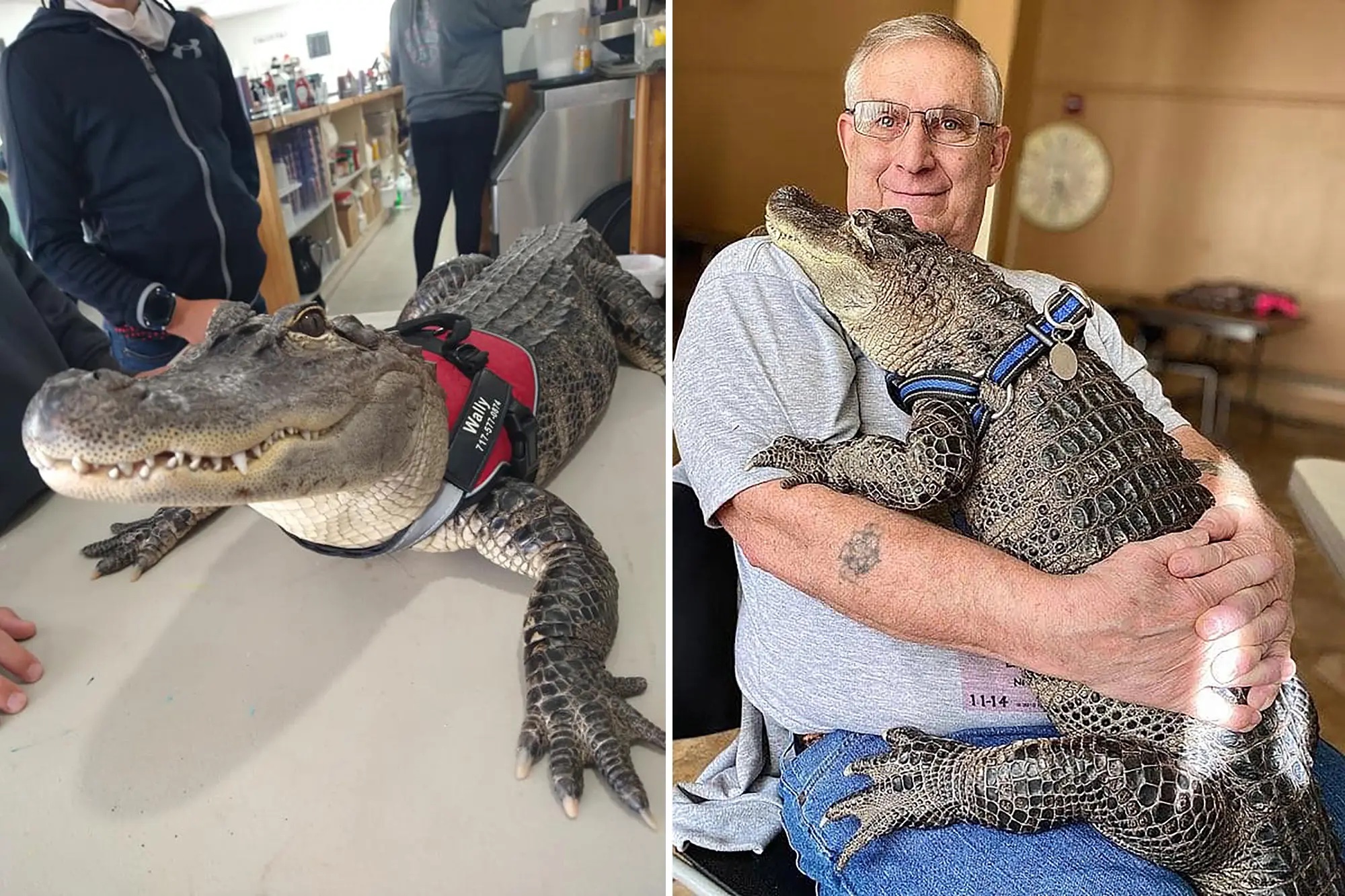 Wally gator emotional support alligator