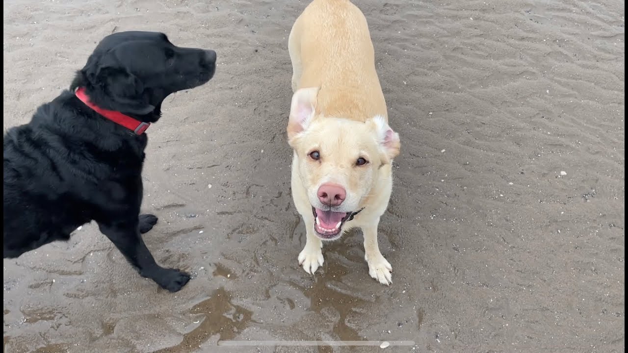 Olive And Mabel Video 'Just Being Dogs.' Daily Candid News