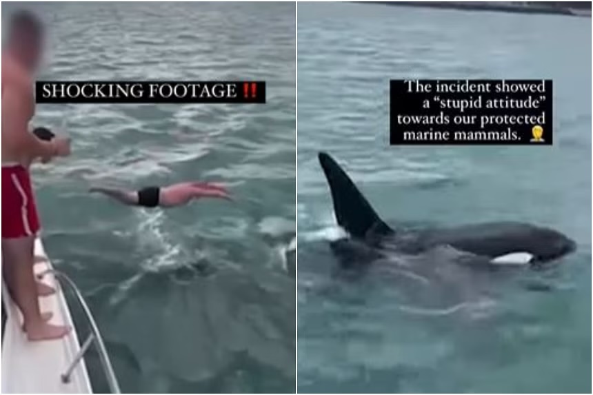Man Who ‘Body Slammed’ An Orca in New Zealand Fined 600. Daily