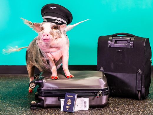 636165197708183854-1-lilou-the-pig-is-the-newest-member-of-sfo-s-wag-brigade-1