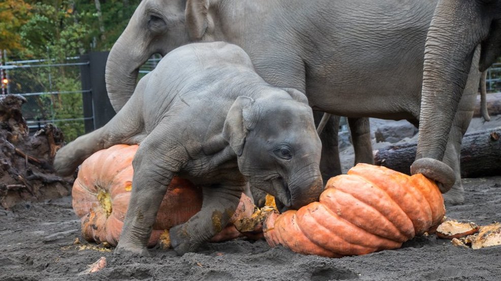 This Will Get You in the Fall Mood Elephants Smashing Pumpkins(02)