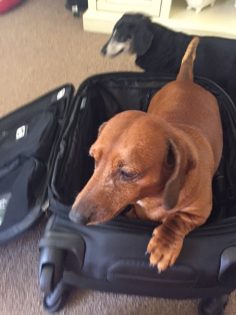  Lola Doxie checks out the GeniusPack bag.